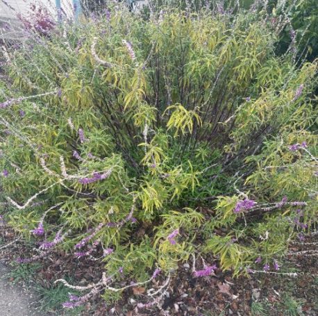 Winter, prior to pruning