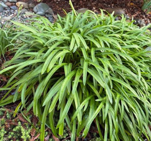 Agapanthus in winter